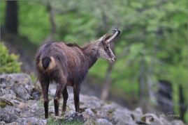 <p>KAMZÍK HORSKÝ (Rupicapra rupicapra) Lužické hory, Studenec ---- /Chamois - Gämse/</p>
